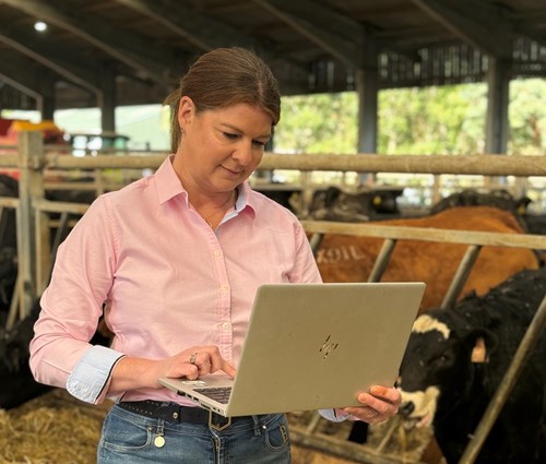 Lady holding laptop in front of cows