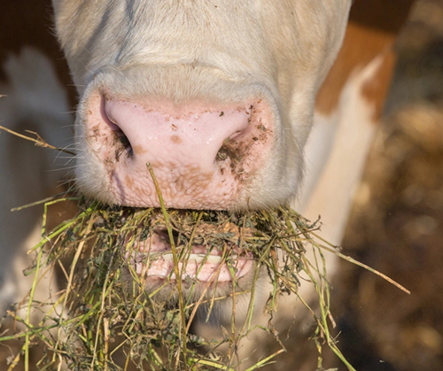 Cow eating