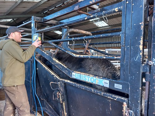 Cow in a cattle crate