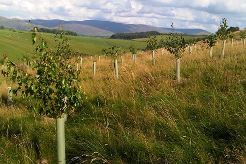 Landscape with trees being planted