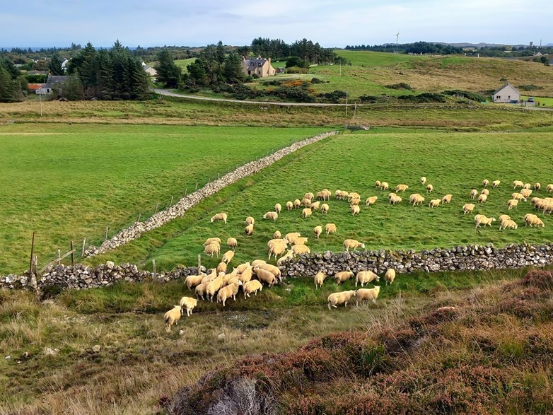 A flock of sheep moving from one paddock to another, on a farm.