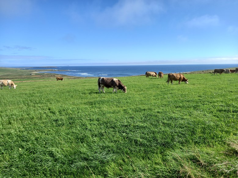 Cows grazing in a paddock overlooking the sea.