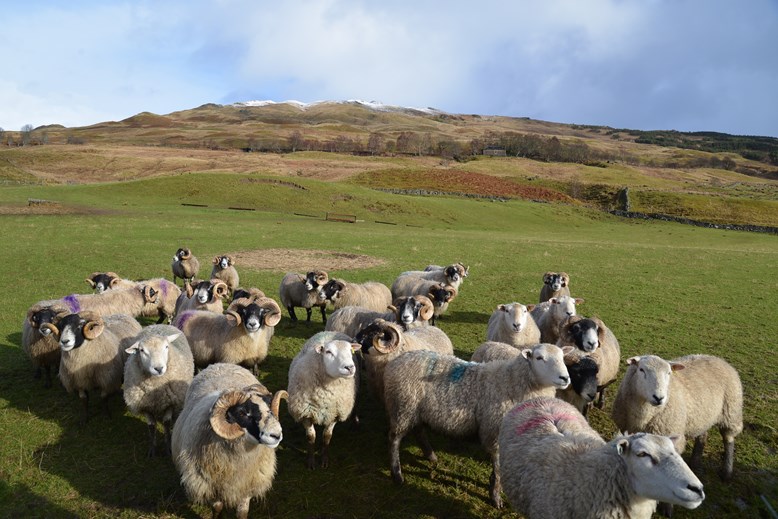 Sheep in a paddock, with hills in the distance.