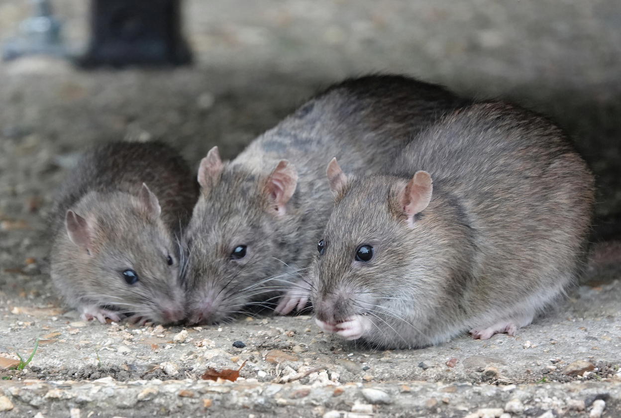 Scientists record rats ‘talking’ with their mouths full | SRUC