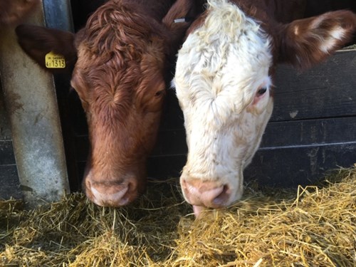 Cows eating silage