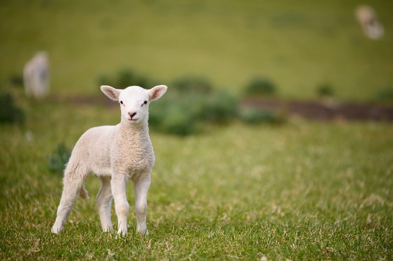 Lamb in a field