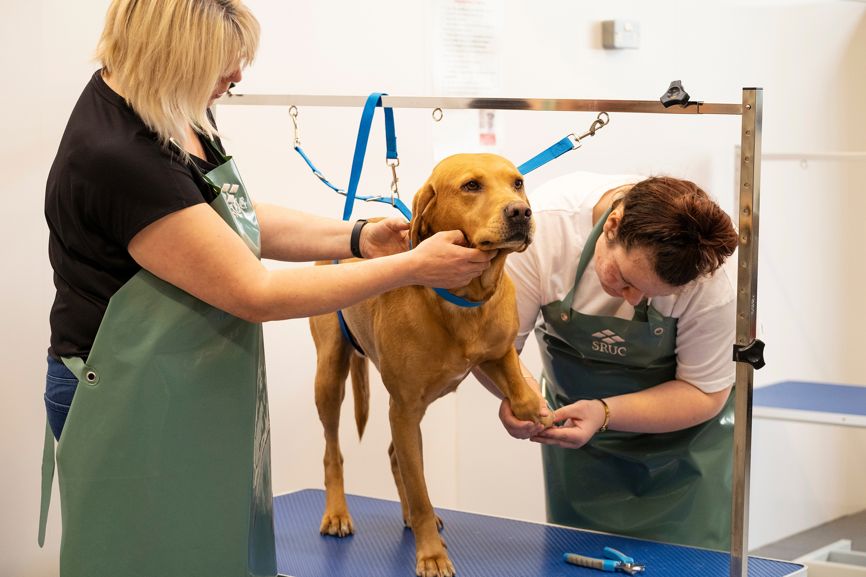 Dog clearance vet care