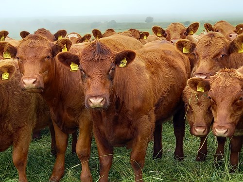 Cows in a field