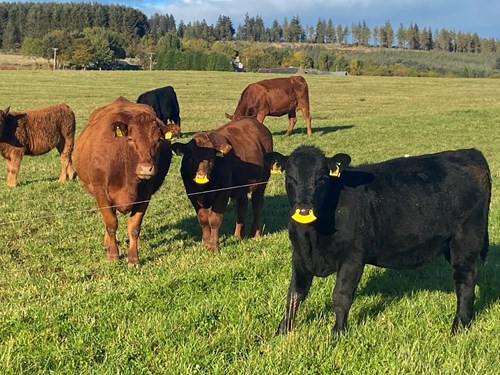 Weaning Calves