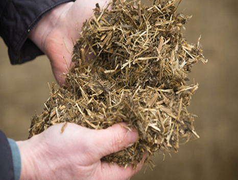 Person holding a silage sample