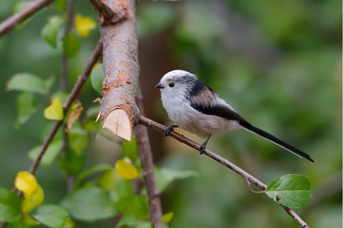 Bird in tree