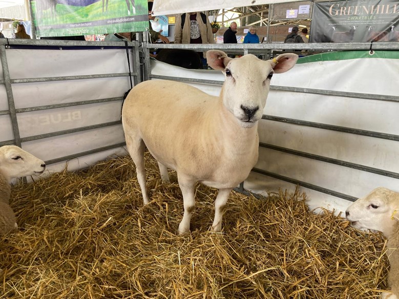 A sheep in a pen with 2 lambs.