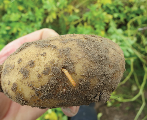 Wireworm in potato