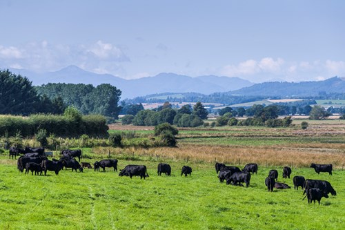 Cows in field