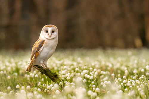 Owl on branch