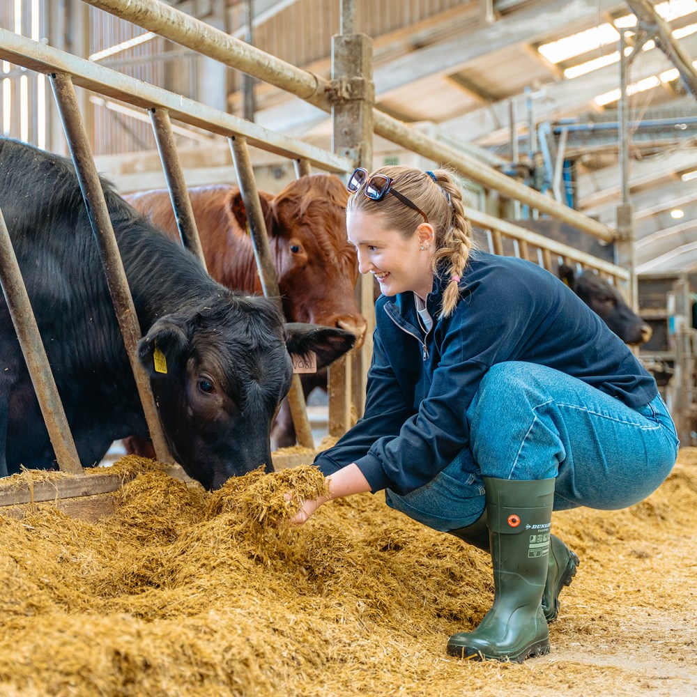 Young woman in a barn, feeding a cow hay