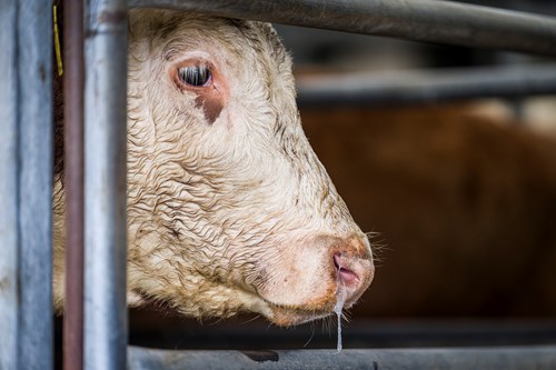 Cow with pneumonia