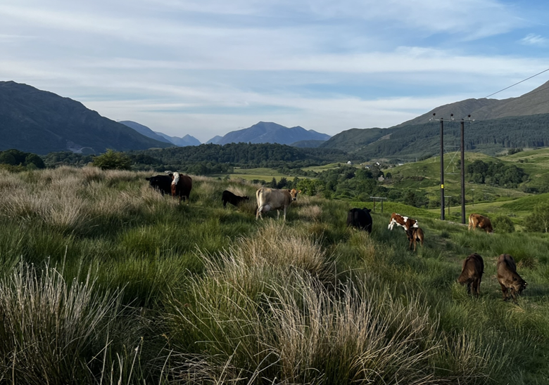 Cows on a farm.